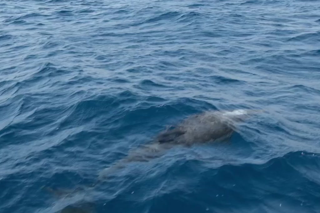 dolphin15.jpg